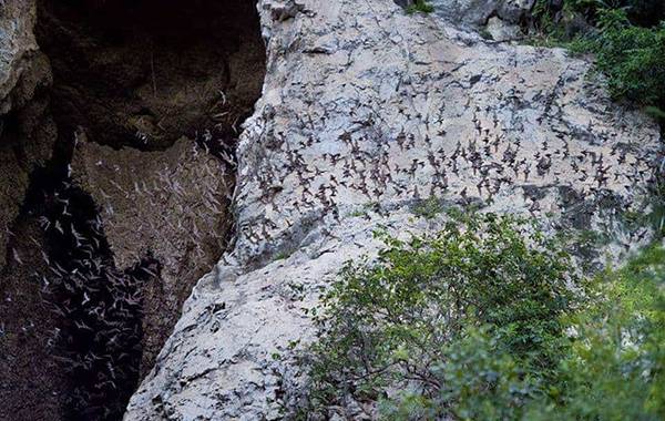 Battambang Bat Caves