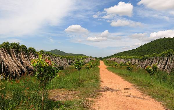 Kampot, Green Pepper Farm
