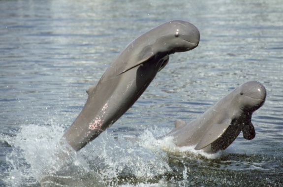 Kratie Dolphins