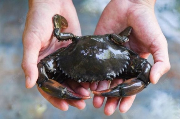 Best crab in kep